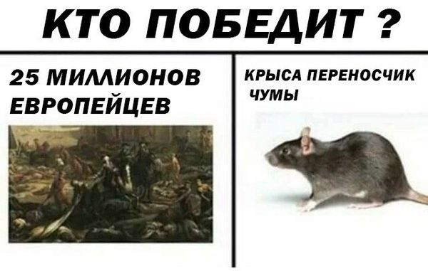 Дератизация от грызунов от крыс и мышей в Волжском