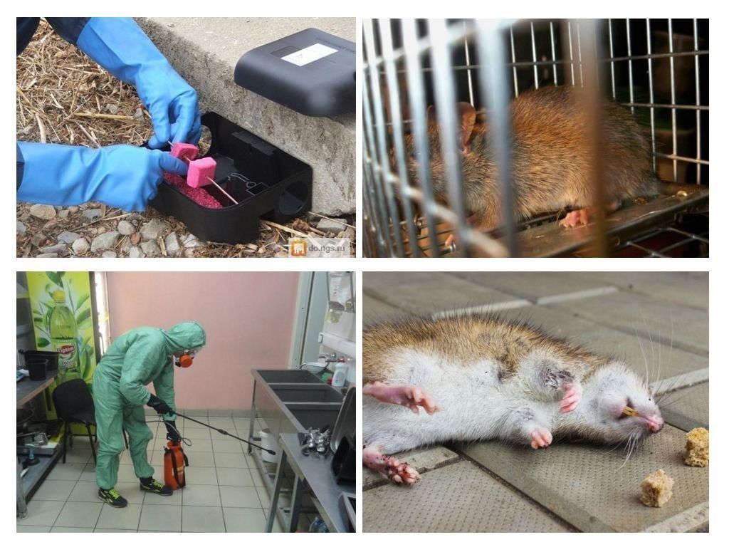 Фирма по уничтожению грызунов, крыс и мышей в Волжском