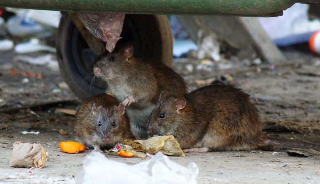 Травить грызунов крыс и мышей в Волжском