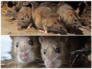 Травить грызунов крыс и мышей в Волжском