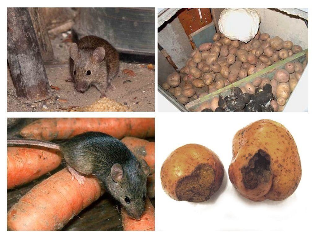 Обработка от грызунов крыс и мышей в Волжском