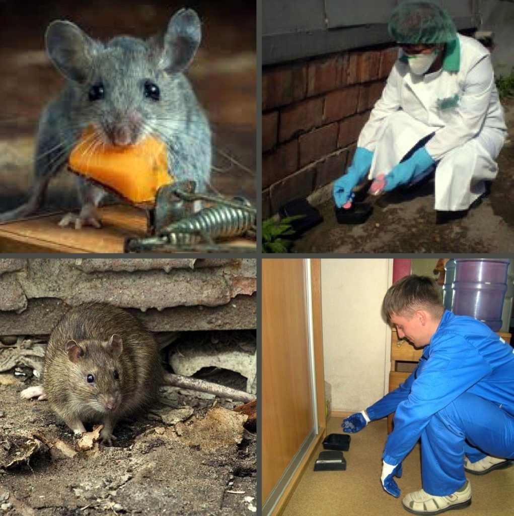 Дезинфекция от грызунов, крыс и мышей в Волжском