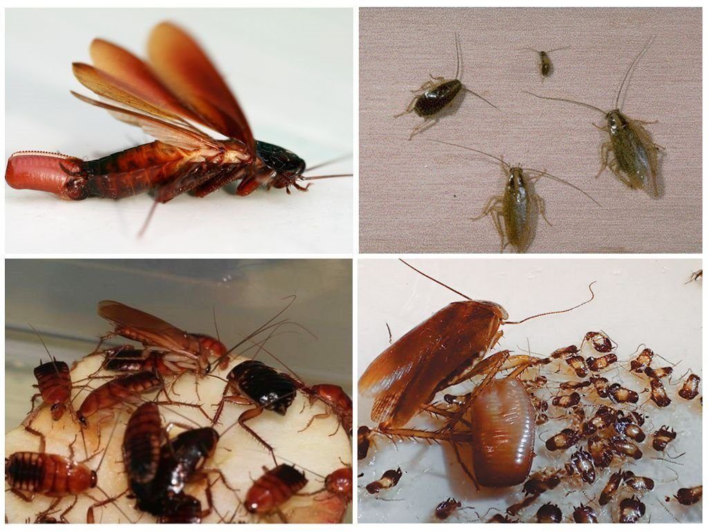 Уничтожение тараканов в квартире в Волжском 
