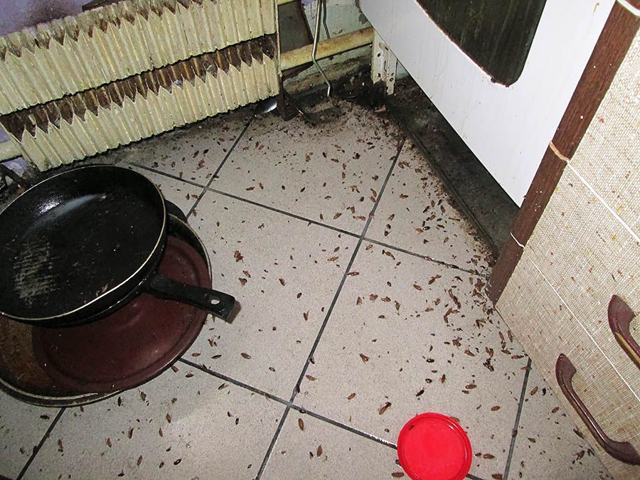 Санэпидемстанция от тараканов в Волжском, вызвать, цены